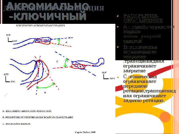 A КРОМИАЛЬНО ДВИЖЕНИЯ: ЛОКАЛИЗАЦИЯ -КЛЮЧИЧНЫЙ РАСКРЫТИЕСКОЛЬЖЕНИЕ A : подъём ограничен коракоклавикулярной связкой B: коническая
