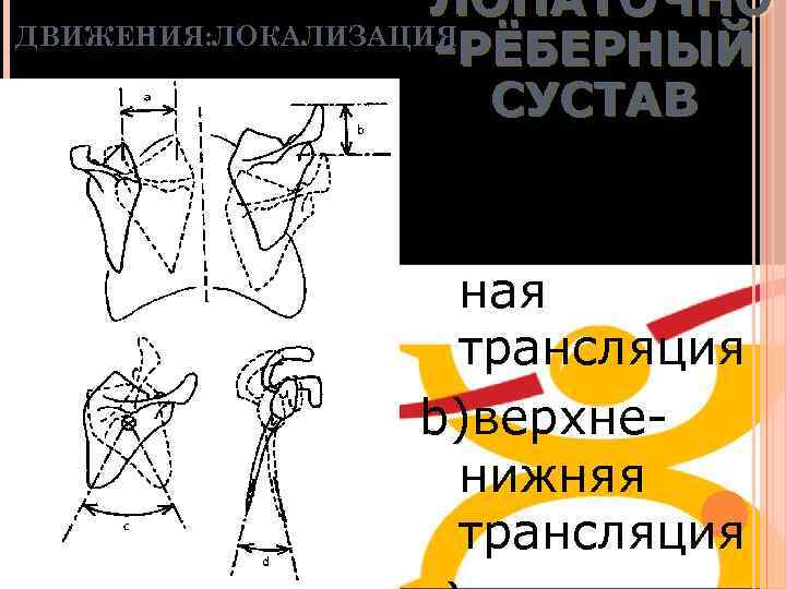 ЛОПАТОЧНО ДВИЖЕНИЯ: ЛОКАЛИЗАЦИЯ -РЁБЕРНЫЙ СУСТАВ a)латераль ная трансляция b)верхненижняя трансляция 22 