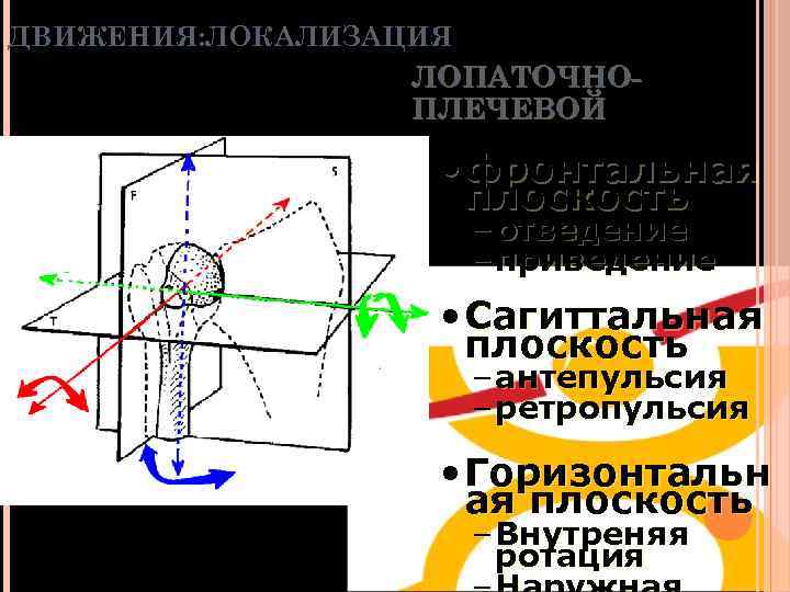 ДВИЖЕНИЯ: ЛОКАЛИЗАЦИЯ ЛОПАТОЧНОПЛЕЧЕВОЙ • фронтальная плоскость – отведение – приведение • Сагиттальная плоскость –