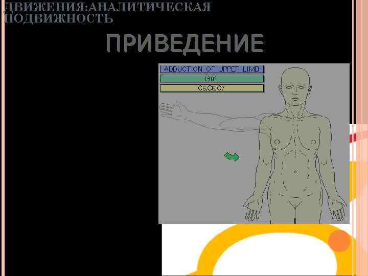 ДВИЖЕНИЯ: АНАЛИТИЧЕСКАЯ ПОДВИЖНОСТЬ ПРИВЕДЕНИЕ • 45° • Большая грудная • подлопаточная • 2 пары: