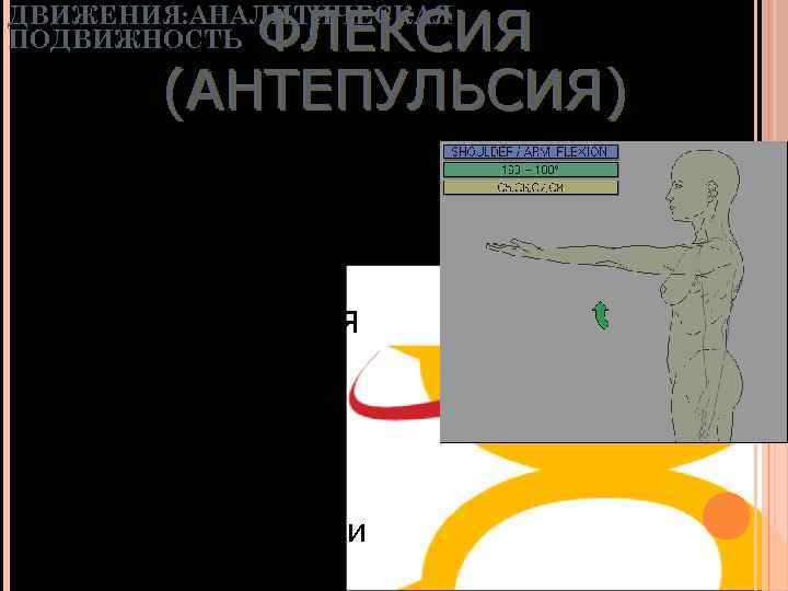 ФЛЕКСИЯ (АНТЕПУЛЬСИЯ) ДВИЖЕНИЯ: АНАЛИТИЧЕСКАЯ ПОДВИЖНОСТЬ • 180° • Передняя дельтовидная • Клювовидноплечевая – Бицепс