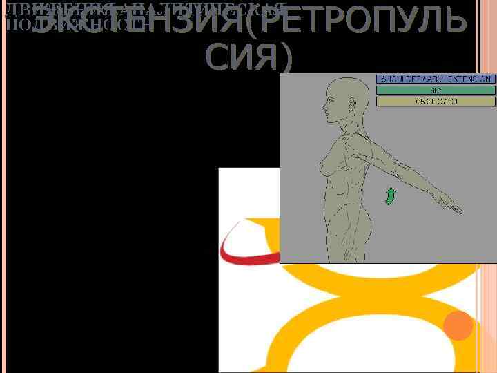 ЭКСТЕНЗИЯ(РЕТРОПУЛЬ СИЯ) ДВИЖЕНИЯ: АНАЛИТИЧЕСКАЯ ПОДВИЖНОСТЬ • 50° • Задняя дельтовидная • Б. круглая •