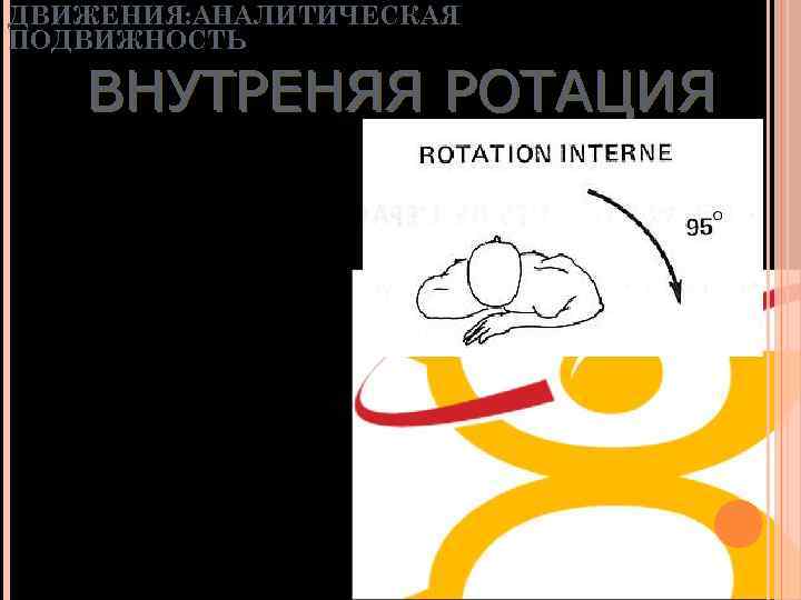 ДВИЖЕНИЯ: АНАЛИТИЧЕСКАЯ ПОДВИЖНОСТЬ ВНУТРЕНЯЯ РОТАЦИЯ • 95° (кисть прижата к спине) • подлопаточная •
