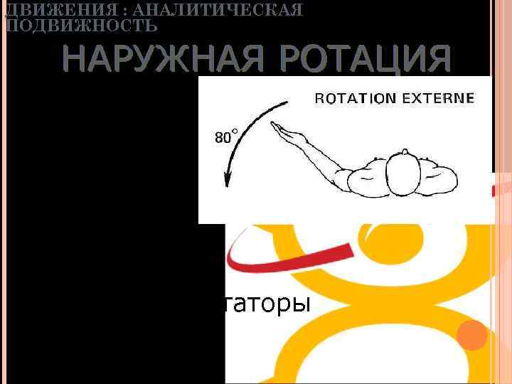 ДВИЖЕНИЯ : АНАЛИТИЧЕСКАЯ ПОДВИЖНОСТЬ НАРУЖНАЯ РОТАЦИЯ • 80° • Надостная • Подостная • Малая