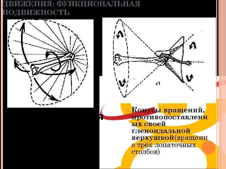 ДВИЖЕНИЯ: ФУНКЦИОНАЛЬНАЯ ПОДВИЖНОСТЬ • Циркумдукция Соединение аналитических движений, определяющее Конусы вращений, противопоставленн ых своей