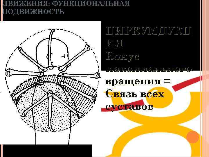 ДВИЖЕНИЯ: ФУНКЦИОНАЛЬНАЯ ПОДВИЖНОСТЬ ЦИРКУМДУКЦ ИЯ Конус максимального вращения = Связь всех суставов 
