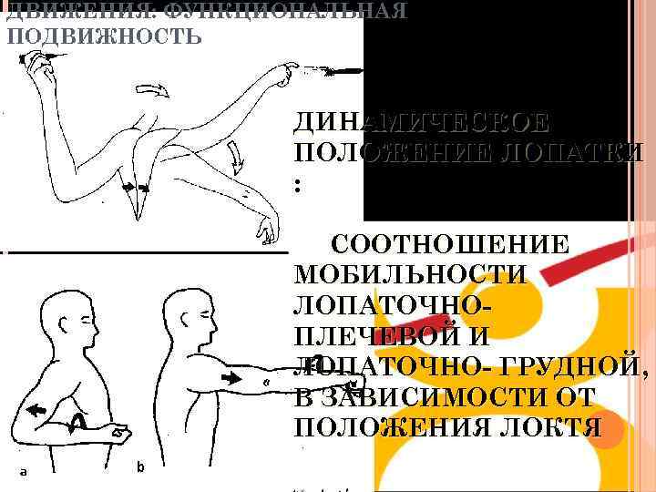 ДВИЖЕНИЯ: ФУНКЦИОНАЛЬНАЯ ПОДВИЖНОСТЬ ДИНАМИЧЕСКОЕ ПОЛОЖЕНИЕ ЛОПАТКИ : СООТНОШЕНИЕ МОБИЛЬНОСТИ ЛОПАТОЧНОПЛЕЧЕВОЙ И ЛОПАТОЧНО- ГРУДНОЙ, В
