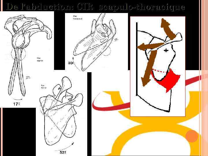 De l’abduction: CIR scapulo-thoracique 