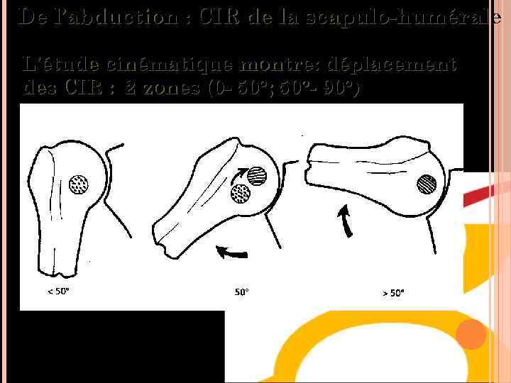De l’abduction : CIR de la scapulo-humérale L’étude cinématique montre: déplacement des CIR :