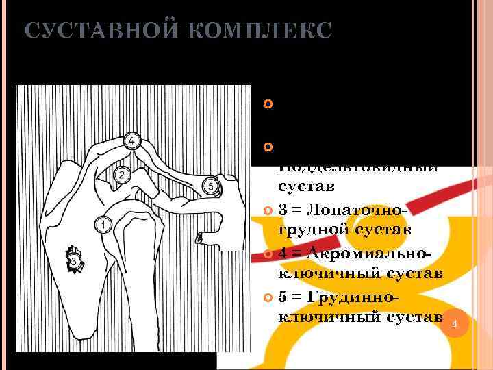 СУСТАВНОЙ КОМПЛЕКС 1 = Лопаточнолечевой сустав 2= Поддельтовидный сустав 3 = Лопаточногрудной сустав 4