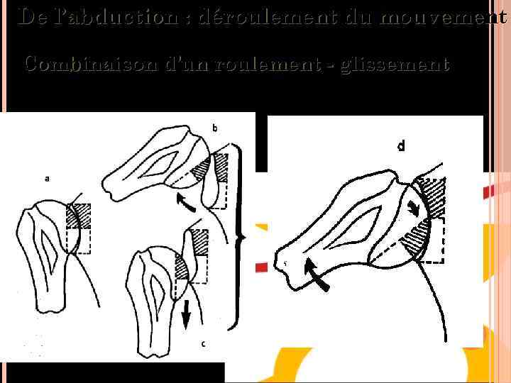 De l’abduction : déroulement du mouvement Combinaison d’un roulement - glissement 