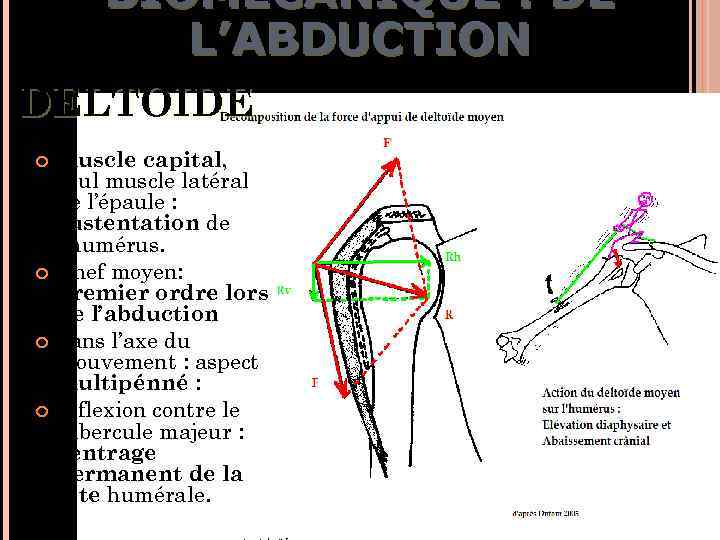 BIOMÉCANIQUE : DE L’ABDUCTION DELTOIDE muscle capital, seul muscle latéral de l’épaule : sustentation