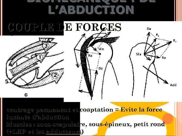 BIOMÉCANIQUE : DE L’ABDUCTION COUPLE DE FORCES centrage permanent et coaptation = Evite la