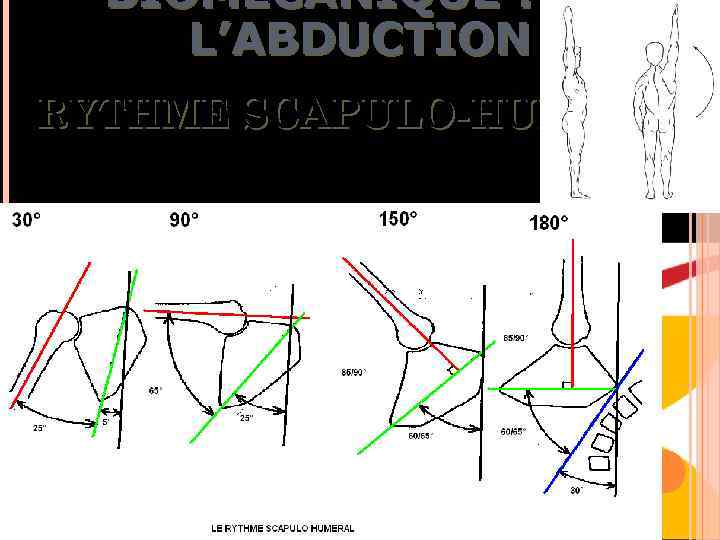 BIOMÉCANIQUE : DE L’ABDUCTION RYTHME SCAPULO-HUMÉRAL 