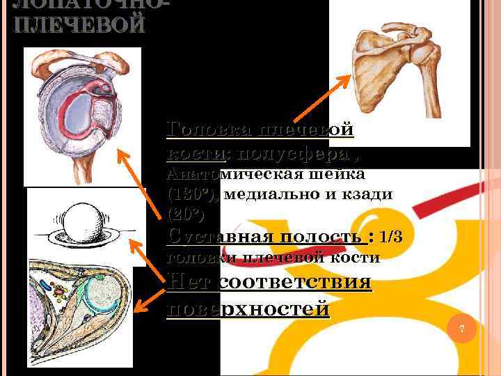 ЛОПАТОЧНОПЛЕЧЕВОЙ Головка плечевой кости: полусфера , Анатомическая шейка (130°), медиально и кзади (20°) Суставная