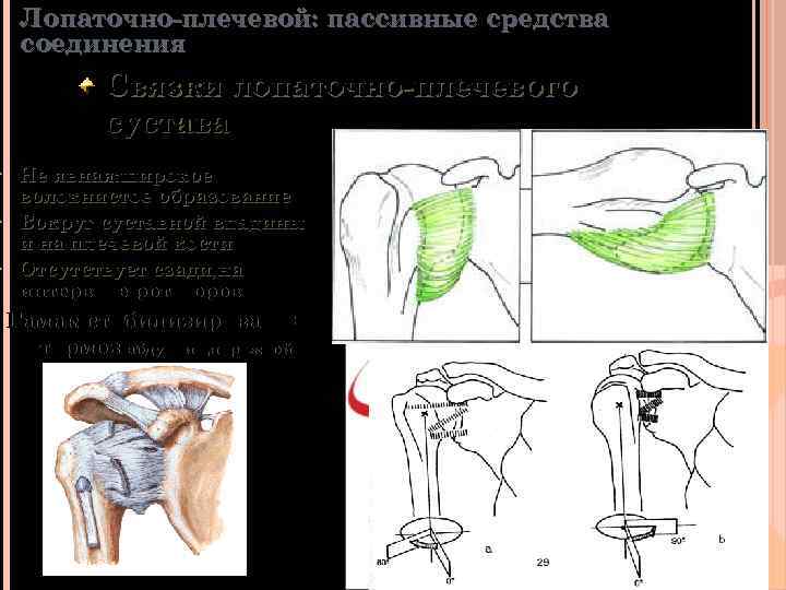 Лопаточно-плечевой: пассивные средства соединения Связки лопаточно-плечевого сустава Не явная: широкое волокнистое образование Вокруг суставной