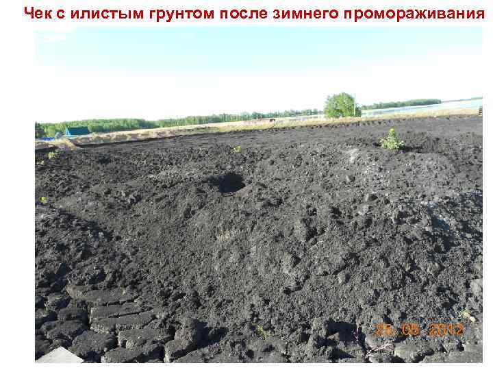 Чек с илистым грунтом после зимнего промораживания 30 