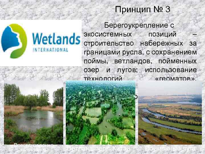 Принцип № 3 Всемирная организация сохранения и восстановления Ветландов Восстановление ветландов Берегоукрепление с экосистемных