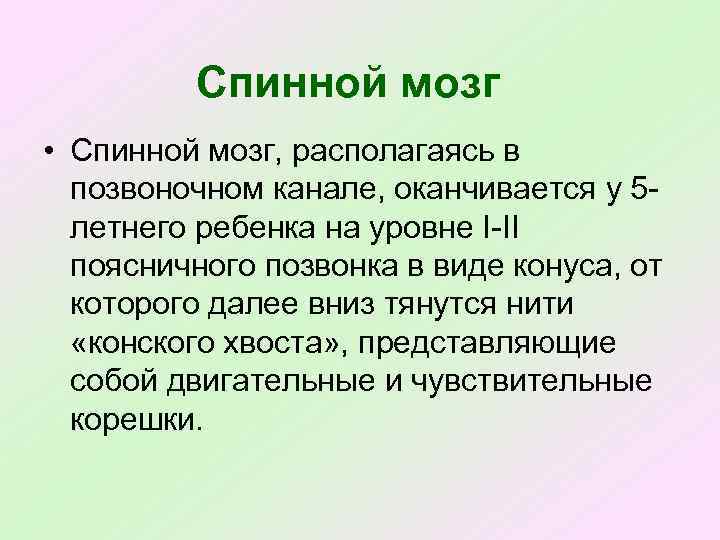 Спинной мозг • Спинной мозг, располагаясь в позвоночном канале, оканчивается у 5 летнего ребенка