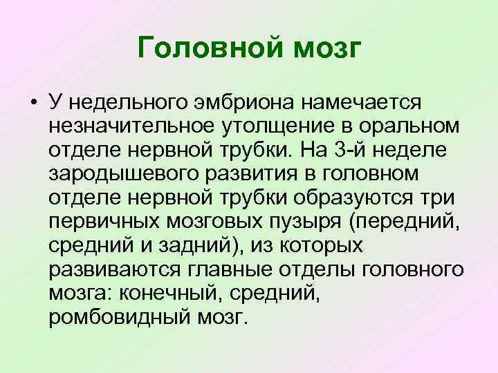 Головной мозг • У недельного эмбриона намечается незначительное утолщение в оральном отделе нервной трубки.