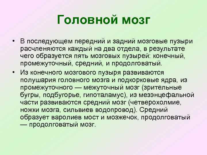 Головной мозг • В последующем передний и задний мозговые пузыри расчленяются каждый на два