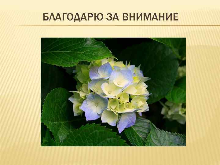 БЛАГОДАРЮ ЗА ВНИМАНИЕ 