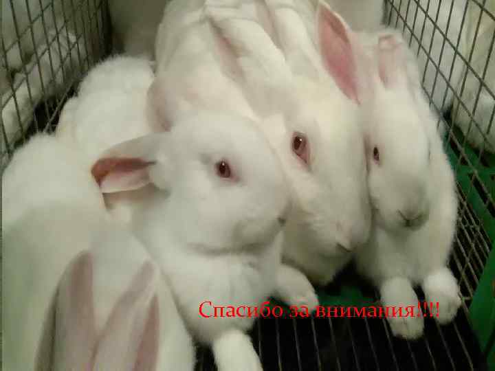 Спасибо за внимания!!!! 