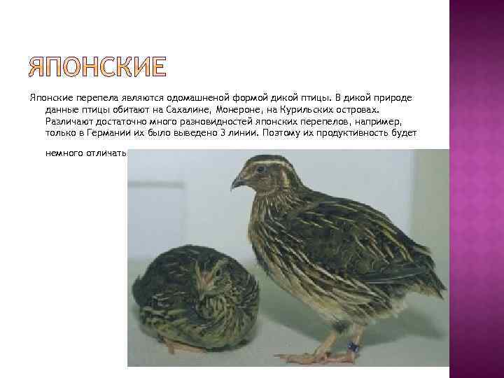 Японские перепела являются одомашненой формой дикой птицы. В дикой природе данные птицы обитают на