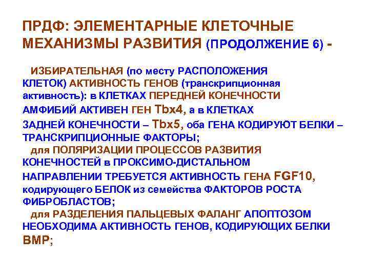 ПРДФ: ЭЛЕМЕНТАРНЫЕ КЛЕТОЧНЫЕ МЕХАНИЗМЫ РАЗВИТИЯ (ПРОДОЛЖЕНИЕ 6) ИЗБИРАТЕЛЬНАЯ (по месту РАСПОЛОЖЕНИЯ КЛЕТОК) АКТИВНОСТЬ ГЕНОВ