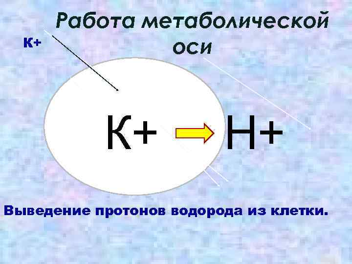 К+ Работа метаболической оси К+ Н+ Выведение протонов водорода из клетки. 