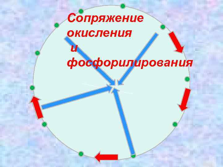 Сопряжение окисления и фосфорилирования 