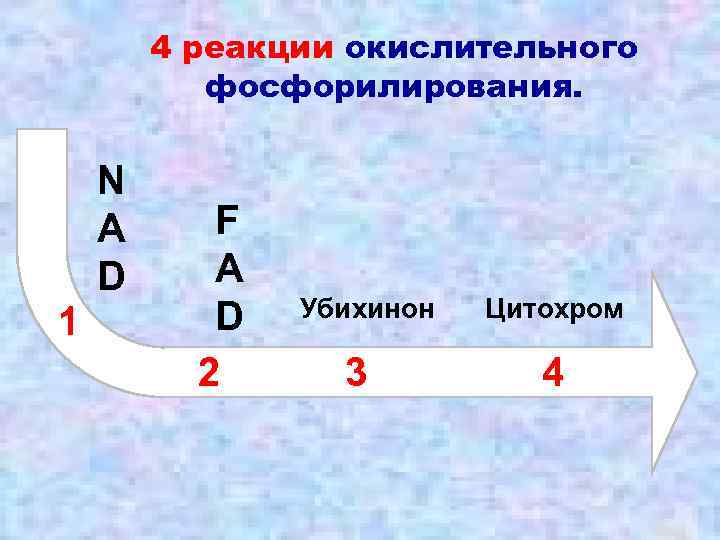 4 реакции окислительного фосфорилирования. 1 N A D F A D 2 Убихинон 3