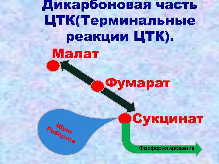 Дикарбоновая часть ЦТК(Терминальные реакции ЦТК). Малат Фумарат Ш Ро унт бе рт са Сукцинат