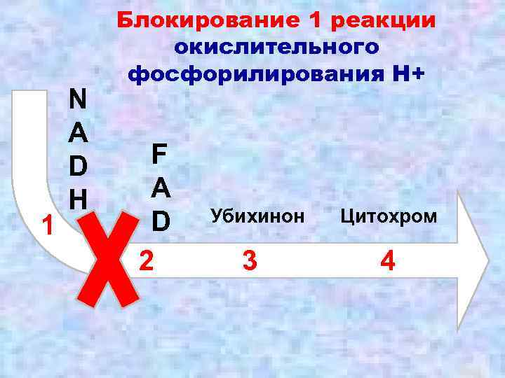 1 N A D H Блокирование 1 реакции окислительного фосфорилирования Н+ F A D