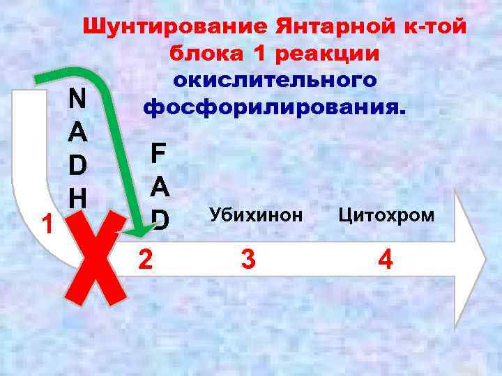 Шунтирование Янтарной к-той блока 1 реакции окислительного N фосфорилирования. 1 A D H F