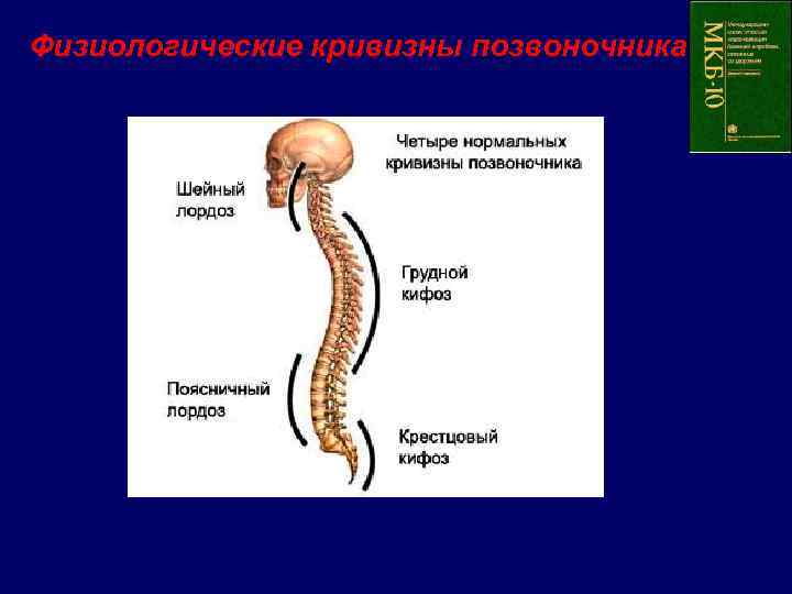  Физиологические кривизны позвоночника 