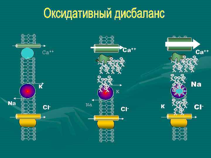 Са++ К Na Са++ Na К Сl- Na Сl- К Сl- 