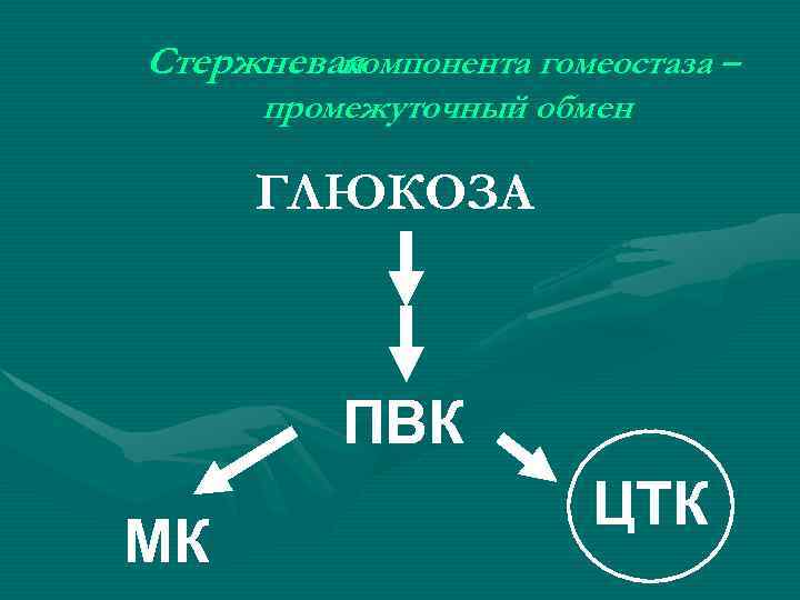 Стержневая компонента гомеостаза – промежуточный обмен ГЛЮКОЗА ПВК МК ЦТК 