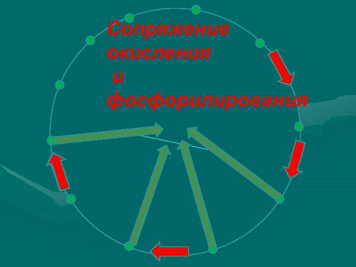 Сопряжение окисления и фосфорилирования 