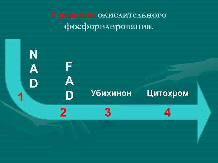 4 реакции окислительного фосфорилирования. 1 N A D F A D 2 Убихинон 3