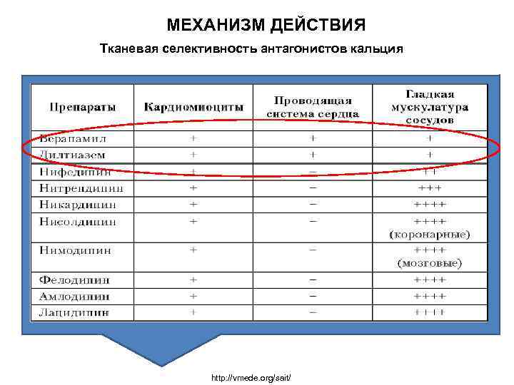 МЕХАНИЗМ ДЕЙСТВИЯ Тканевая селективность антагонистов кальция http: //vmede. org/sait/ 