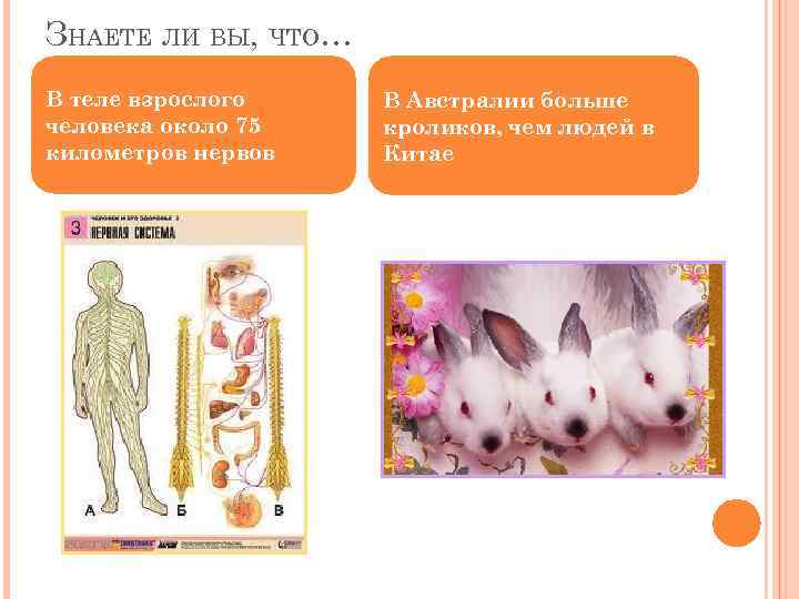 ЗНАЕТЕ ЛИ ВЫ, ЧТО… В теле взрослого человека около 75 километров нервов В Австралии