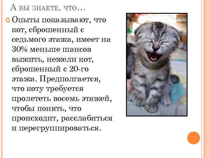 А ВЫ ЗНАЕТЕ, ЧТО… Опыты показывают, что кот, сброшенный с седьмого этажа, имеет на