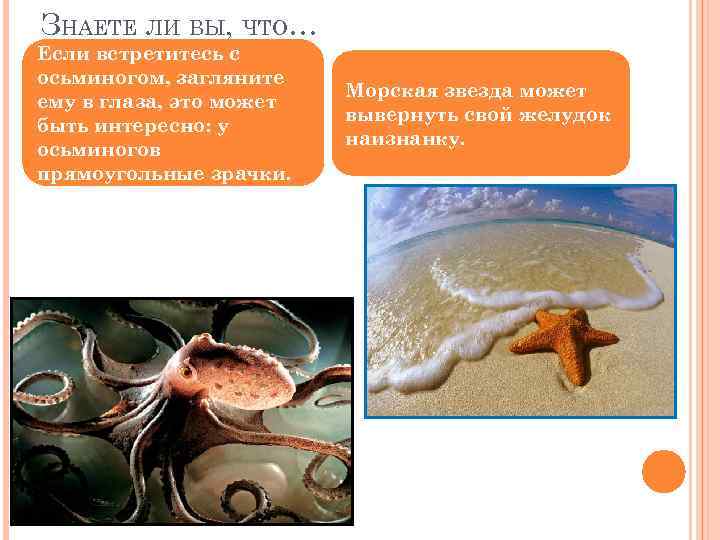 ЗНАЕТЕ ЛИ ВЫ, ЧТО… Если встретитесь с осьминогом, загляните ему в глаза, это может
