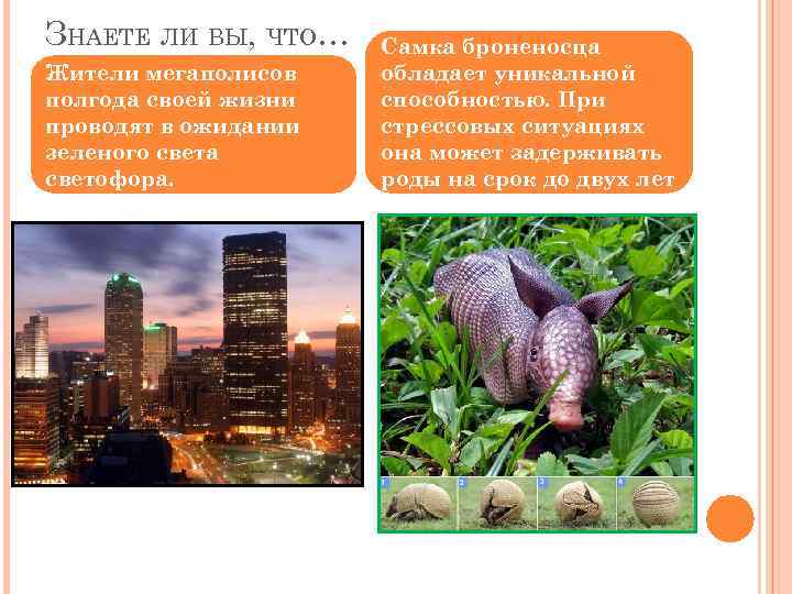 ЗНАЕТЕ ЛИ ВЫ, ЧТО… Жители мегаполисов полгода своей жизни проводят в ожидании зеленого света