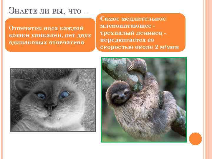 ЗНАЕТЕ ЛИ ВЫ, ЧТО… Отпечаток носа каждой кошки уникален, нет двух одинаковых отпечатков Самое