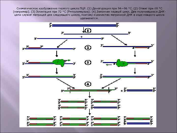 Схематическое изображение первого цикла ПЦР. (1) Денатурация при 94— 96 °C. (2) Отжиг при
