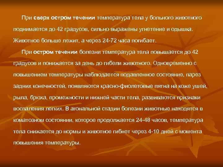 При сверх остром течении температура тела у больного животного поднимается до 42 градусов, сильно