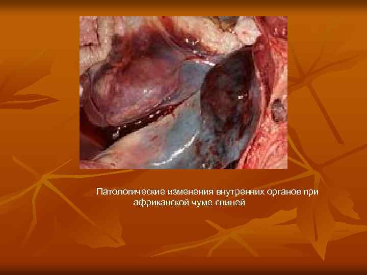 Патологические изменения внутренних органов при африканской чуме свиней 