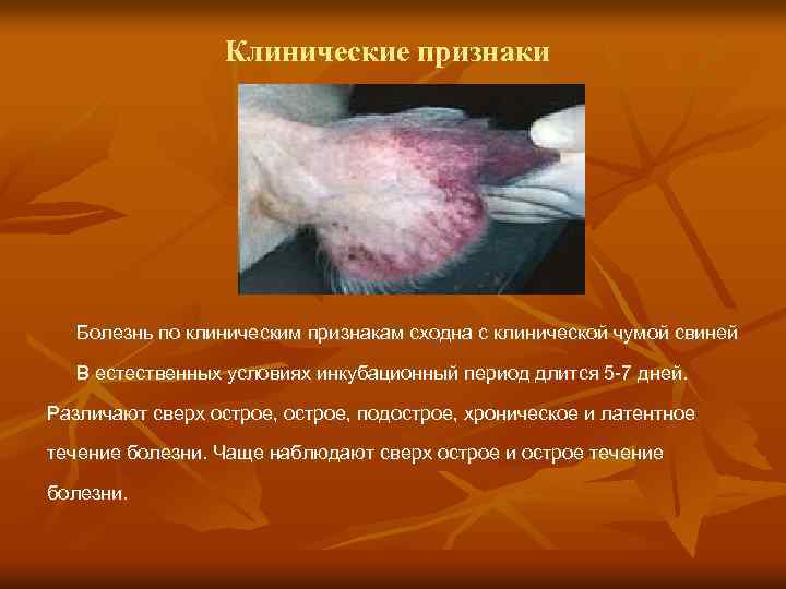 Клинические признаки Болезнь по клиническим признакам сходна с клинической чумой свиней В естественных условиях